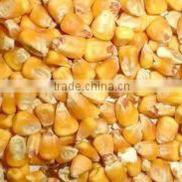 High quality Yellow Corn