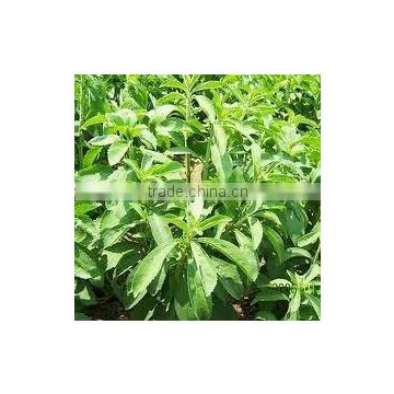 Reb-A STEVIA extract food additive sugar 98% Stevia rebaudiana