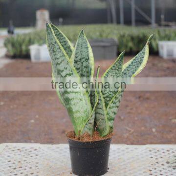 Sansevieria plant for bedroom decoration indoor plants