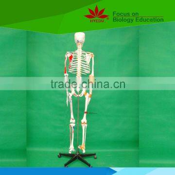 High quality 170cm high human skeleton eith joint ligament and colored muscle