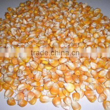 Yellow Maize for Animal Feed