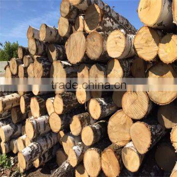 White Birch Korean Pine Larch photo-3