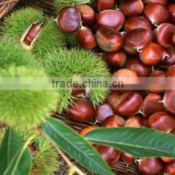 edible chestnuts