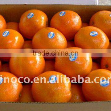 Fresh Valencia Orange For Sale