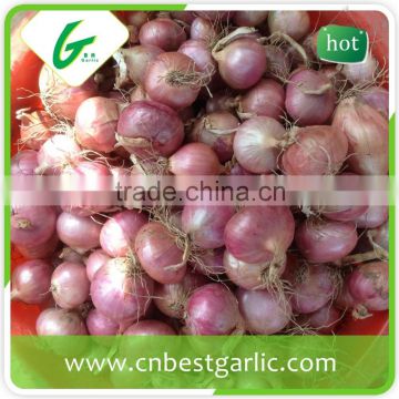 Dehydrated fresh onion buyers