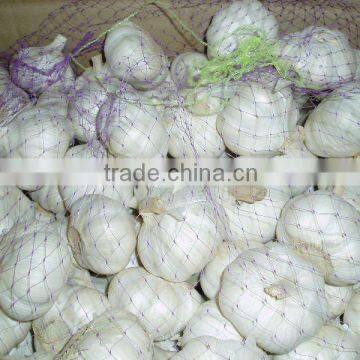 garlic in 10kg carton