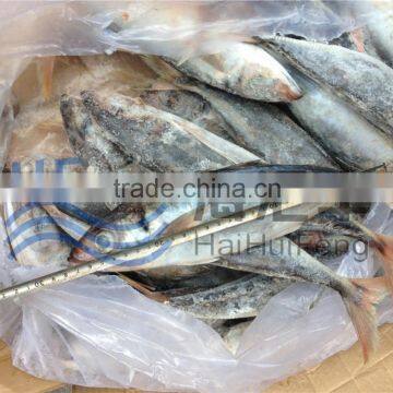 Whole round frozen horse mackerel fish in good price 25+