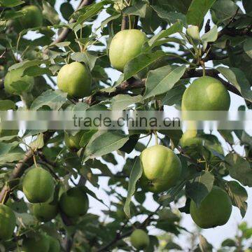 Chinese Fresh Early su Pear With Best Price for Export photo-6