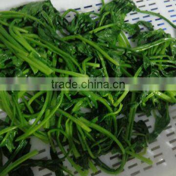 NEW SEASON FROZEN SPINACH LEAVES photo-3