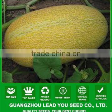 NSM08 Hale Good quality sweet melon seeds prices, seeds breeder