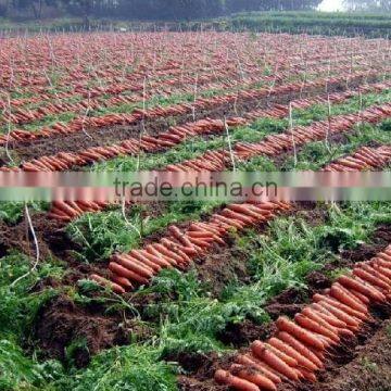 Drought-resistant HIgh Yield and Strong Growth Hybrid Carrot Seeds photo-2