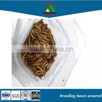 bulk bird water food nutrition worms