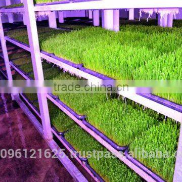 StarMax Hydroponic Fodder Machine / Green Fodder Machine / Green Fodder photo-5