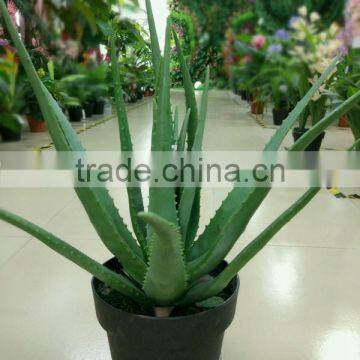 SJ300928 high initation aloe vera plant for balcony decoration