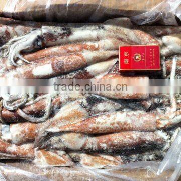 seafrozen whole round Squid 300-400g