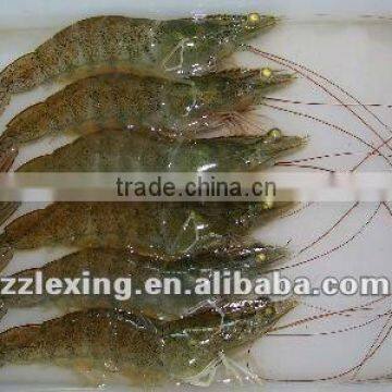 Frozen Vannamei Shrimp