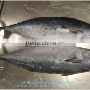 China Export Frozen Bonito Tuna 700+ photo-2
