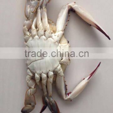 Frozen Whole Round Swimming Crab