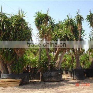 Yucca Elephantipes