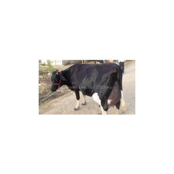 Boer Goats, Holstein Heifers, Cows, Camels, Sheeps, Horse,Boer Goats for Sale