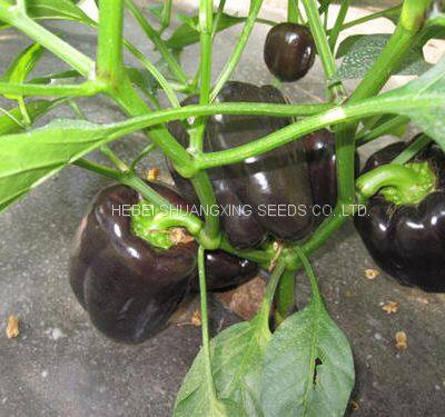 Purple Hybrid Blocky Sweet Pepper Seeds photo-3