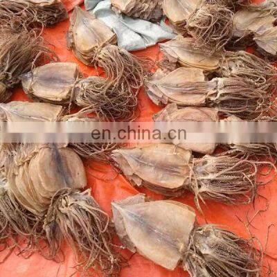 bulk dried squid processing dried squid price