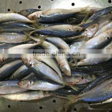 Frozen Chinese small eyes mackerel with sizes 90- 110 g / pcs