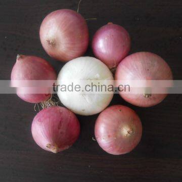 fresh red onion /red onion/yellow onion