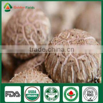 Nutritious and Medicinal Edibal Mushroom Shiitake Lentinula edodes China Supplier Organic Fresh and Dried