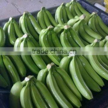 Fresh Green Cavandish Banana With High Quality 2016 photo-3