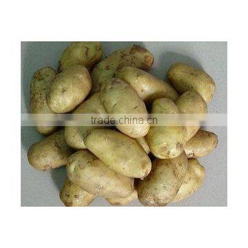 2012New Crop Fresh Holland Potato