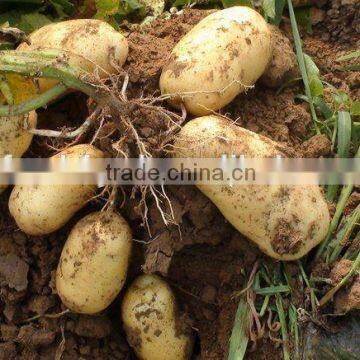 Fresh Potato Manufacture