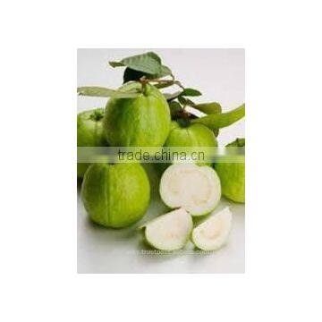 Indian White Guava Pulp