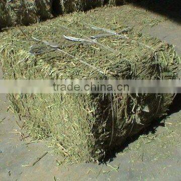 ALFALFA HAY CATTLE FEED