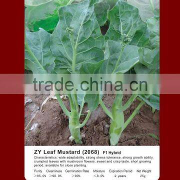 Top quality specification mustard seeds for exporter
