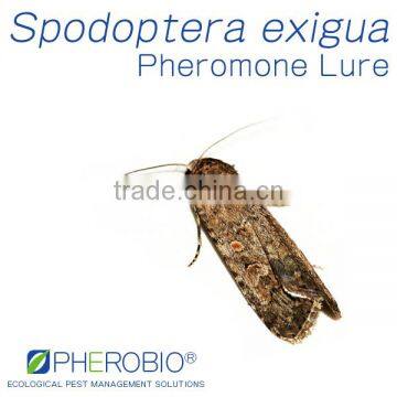 Pheromone Lure for Spodoptera exigua (Beet Armyworm), Sex Pheromone Bait & Pheromone Trap for Spodoptera exigua