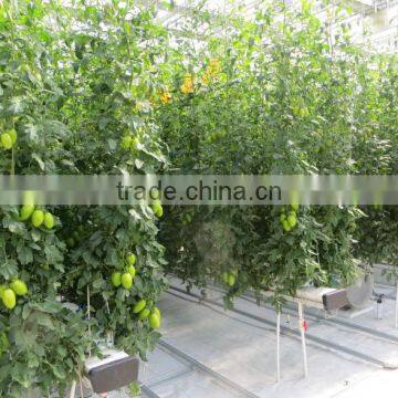 agricultural greenhouse for tomato