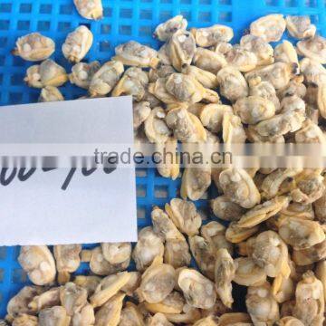 Hot Sales IQF Baby Clam Meat photo-4