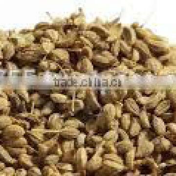 Crude Ajwain Oil