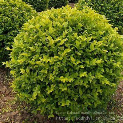 the Price of Ligustrum Vicaryi Balls is Cheap and the Survival Rate is High. photo-3