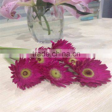 Fresh Cut Flower Of Stem 45-60 cm Gerbera Popular Wholesale photo-5