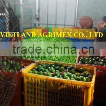 SPECIAL PRICE FOR LIME/GREEN LEMON FROM VIETNAM