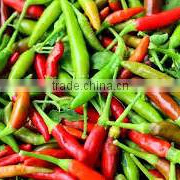 Organic Fresh Bird Chilli Red & Green