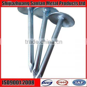 Umbrella head galvanized ring shank roofing nail