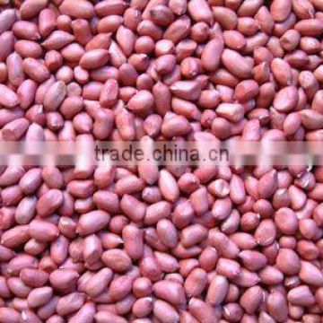 red skin peanuts kernel