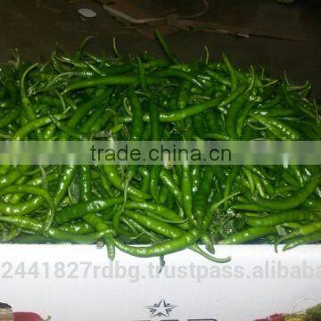 Indian Fresh long,dark Green and spicy green Chilli Exporter