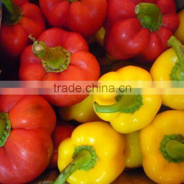 Capsicum