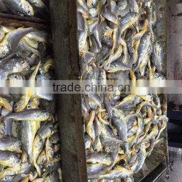 Frozen Seafood Frozen Yellow Croaker, Yellow Croaker Fish Price photo-2