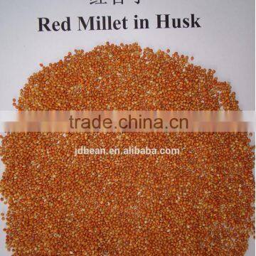 Red millet in husk with good price