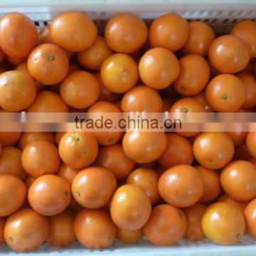 Navel Orange Fruit Cheap Price